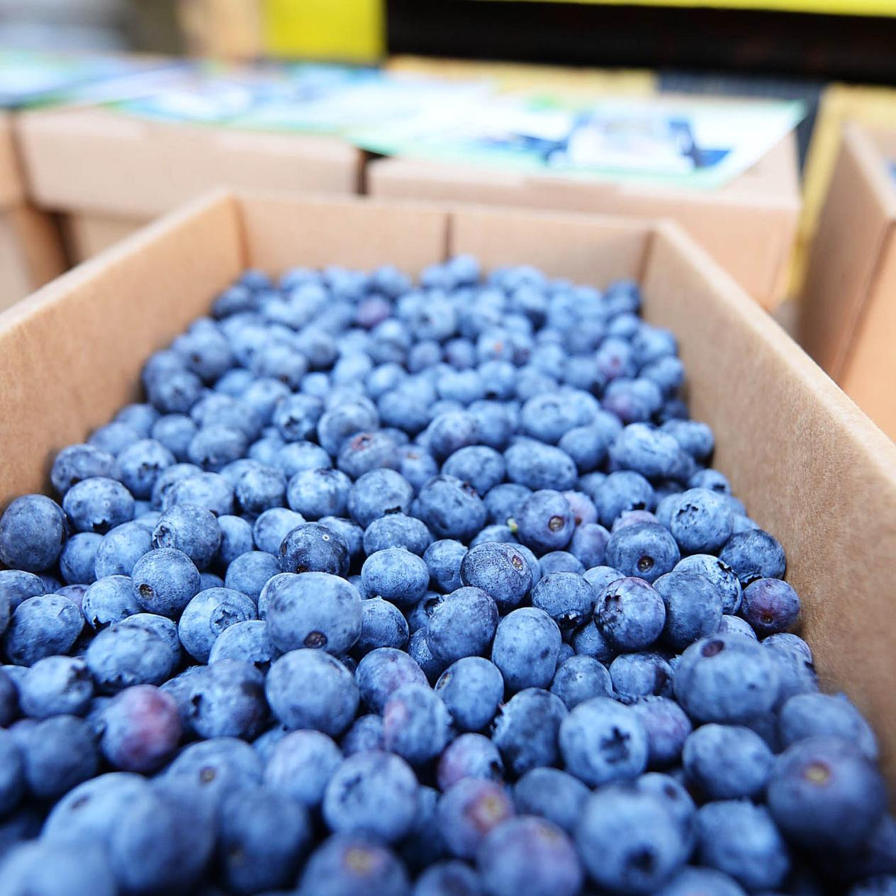 Blueberry In Box Get BULK 10lb Box of Fresh Blueberries AND help the community | Kiwanis ...
